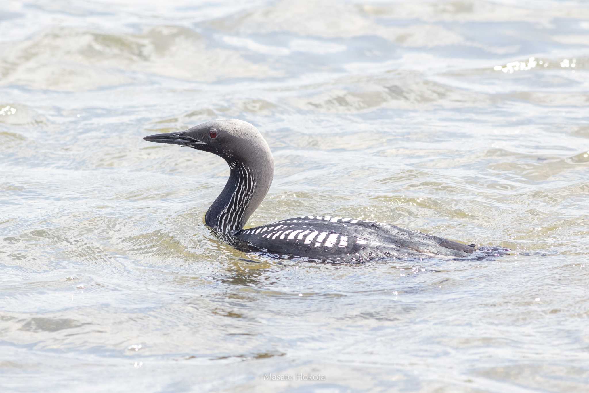 Pacific Loon