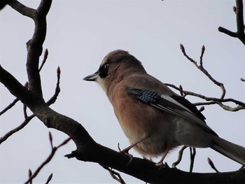 Eurasian Jay Shakujii Park Sun, 3/12/2017