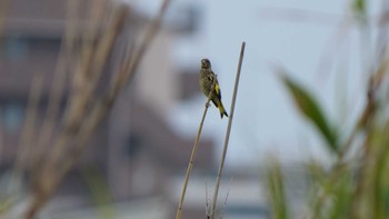 Grey-capped Greenfinch 淀川河川公園 Sun, 6/13/2021