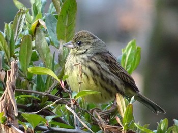 Masked Bunting Shakujii Park Sun, 3/12/2017