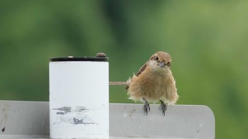 Bull-headed Shrike 淀川河川公園 Sun, 6/13/2021