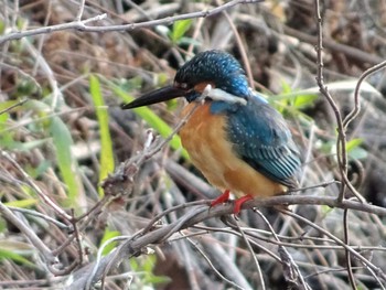 Common Kingfisher Shakujii Park Sun, 3/12/2017