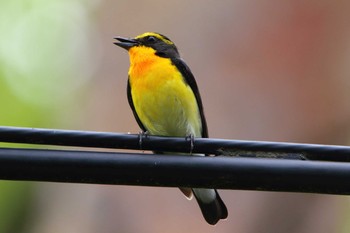 2021年6月11日(金) 茅野市の野鳥観察記録