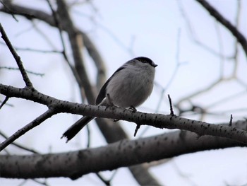 Long-tailed Tit Shakujii Park Sun, 3/12/2017