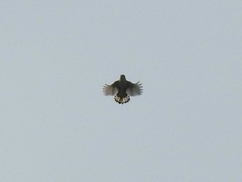 2021年6月13日(日) 荒川河川敷の野鳥観察記録