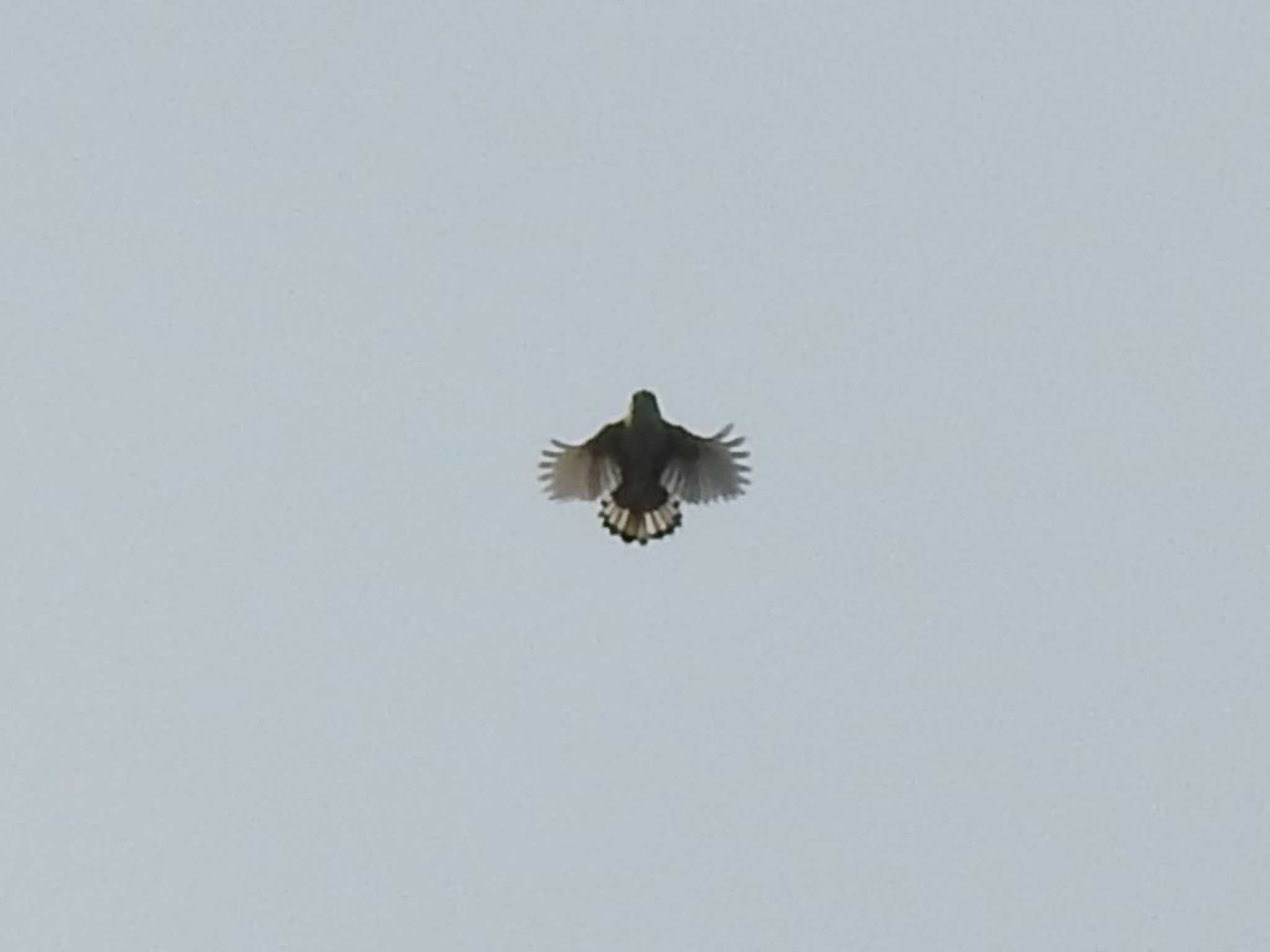 Zitting Cisticola