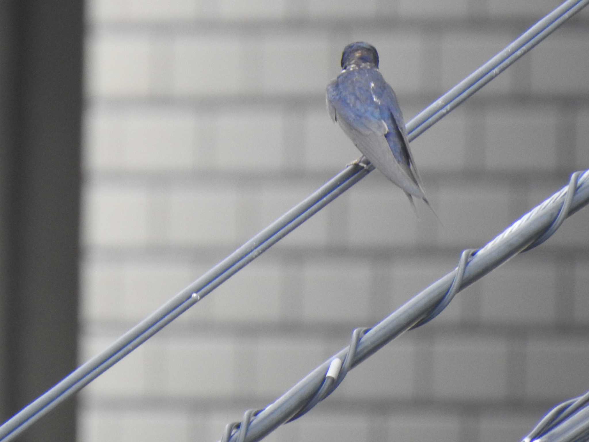 Barn Swallow