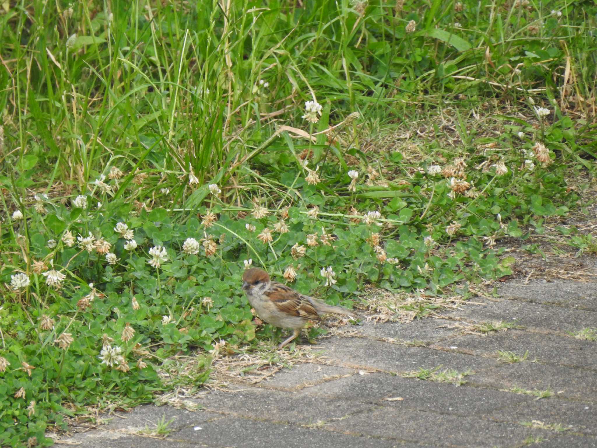 Eurasian Tree Sparrow