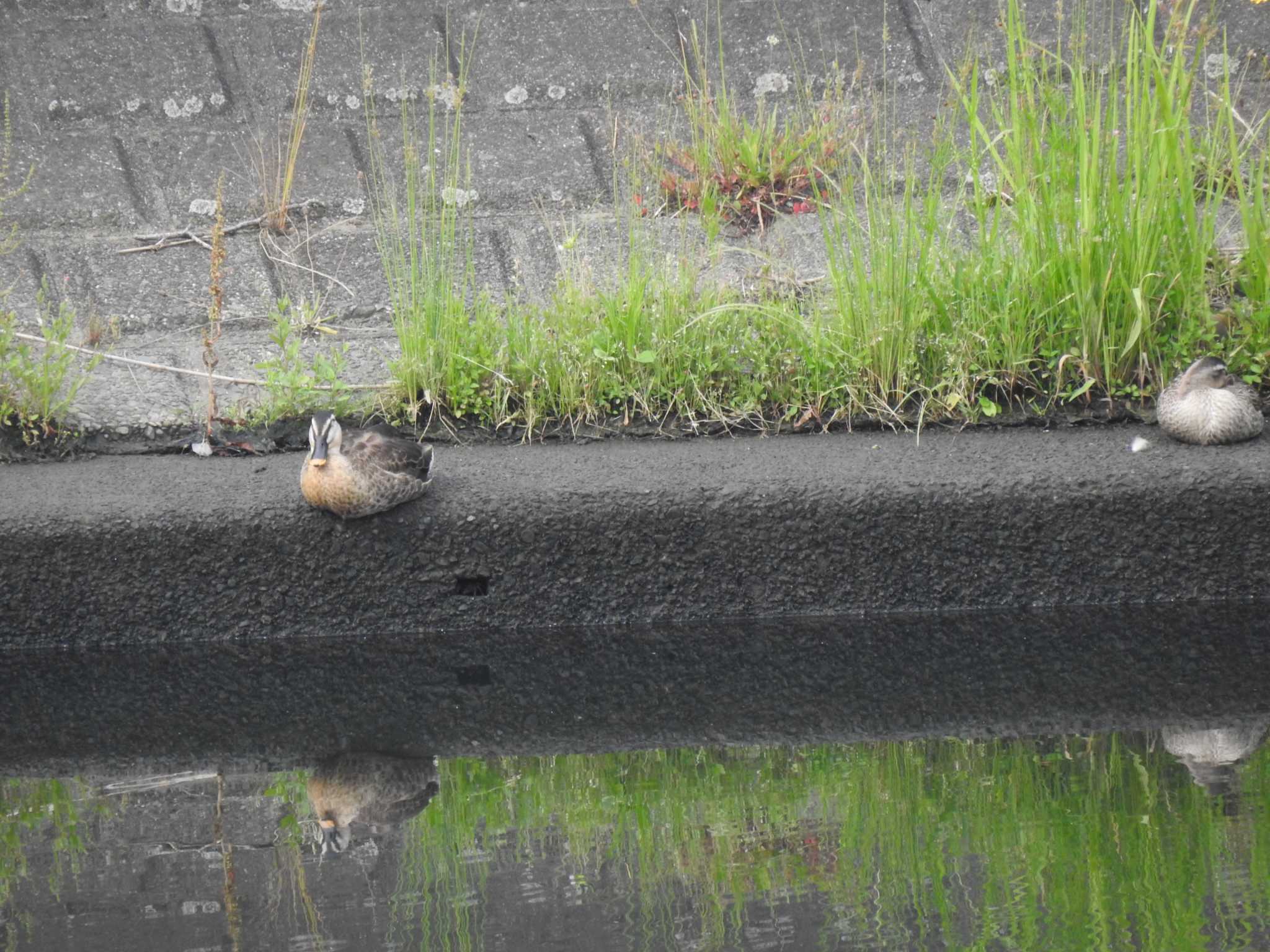 Eastern Spot-billed Duck