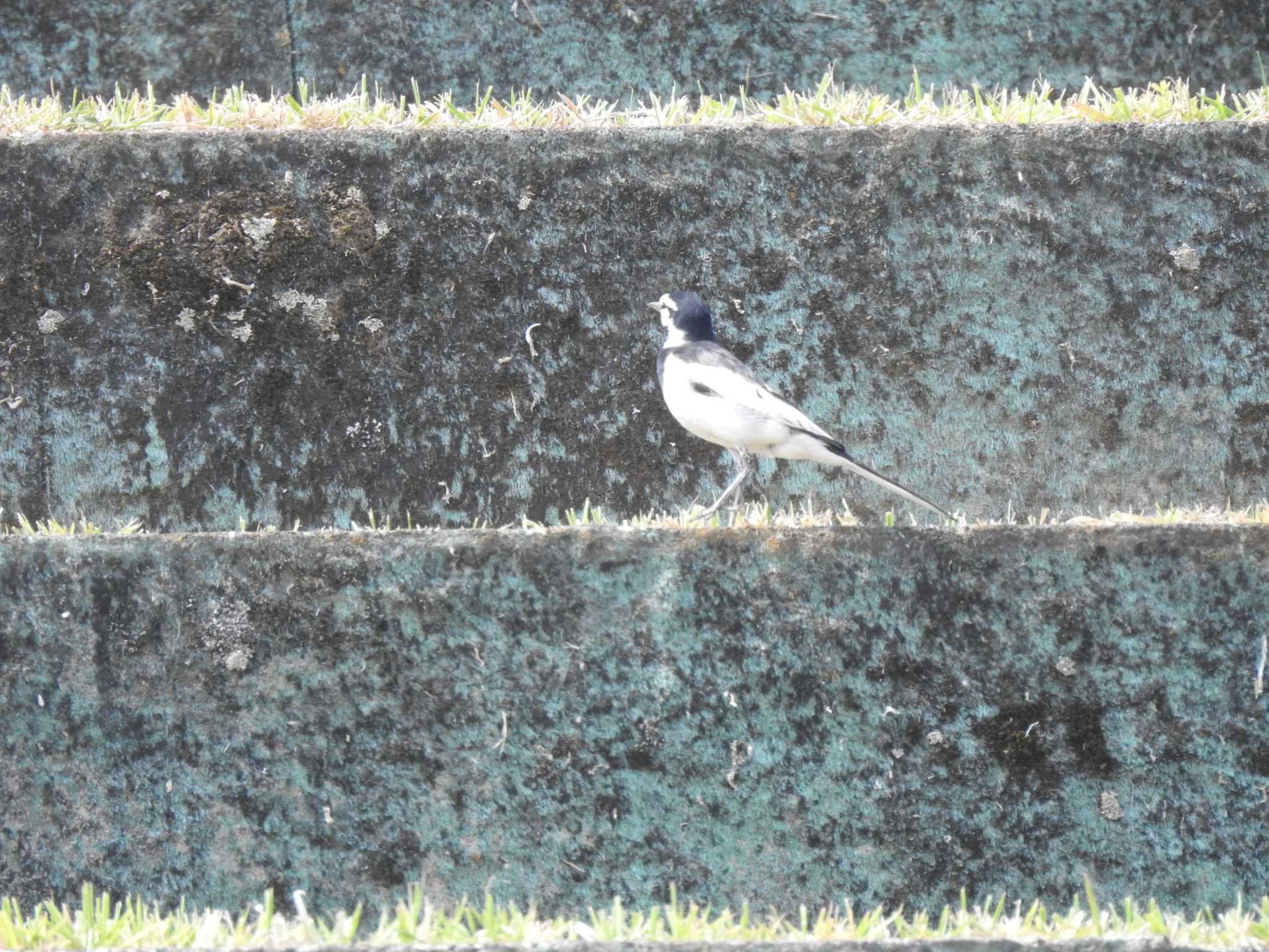 White Wagtail