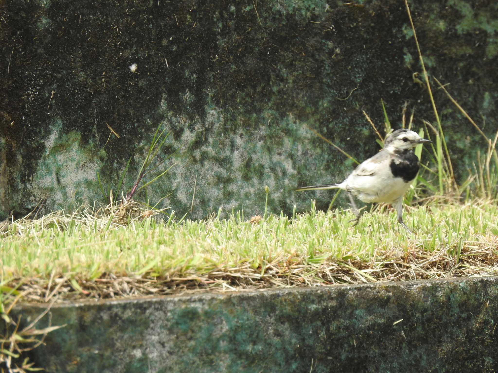 White Wagtail