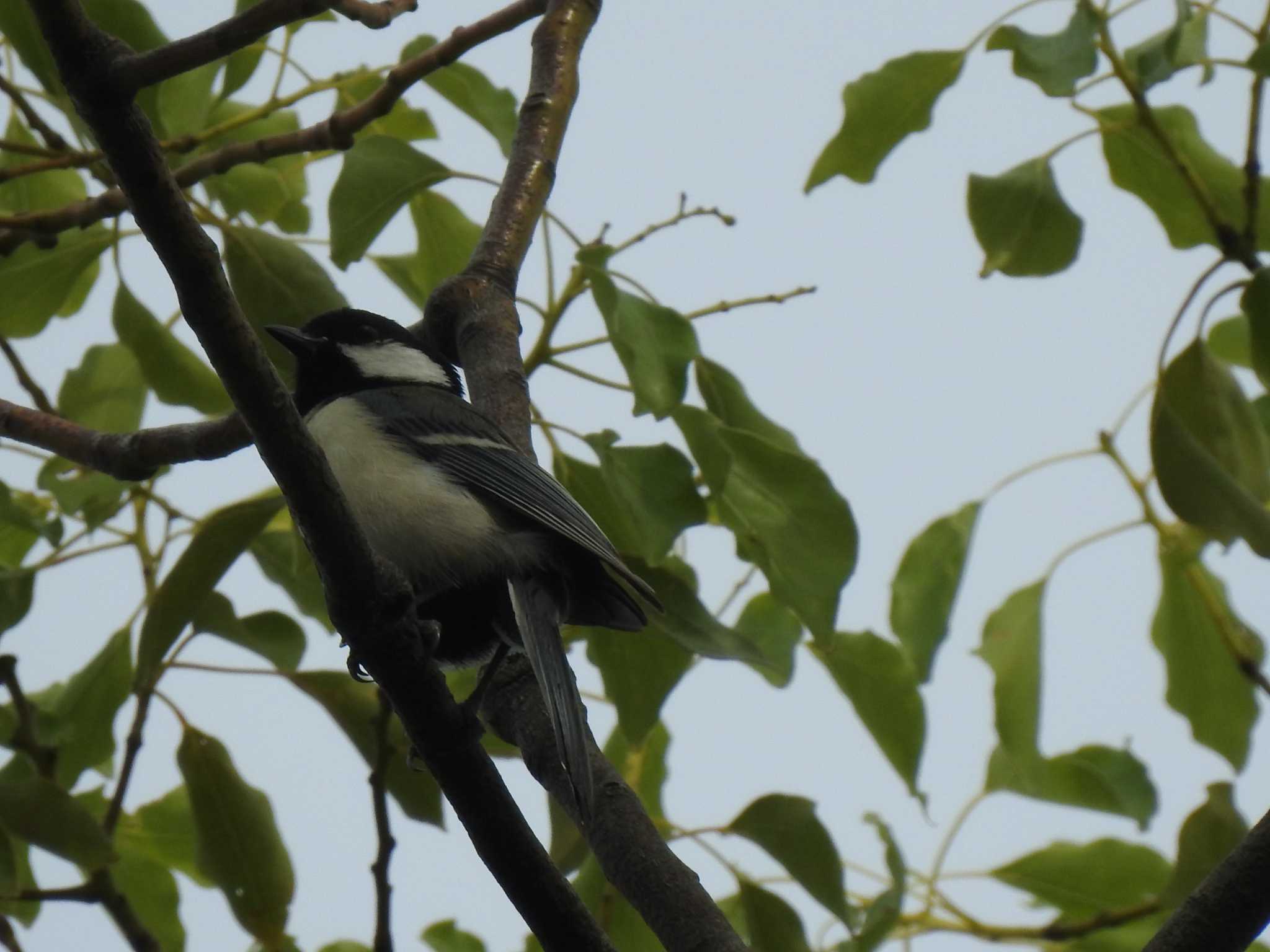 Japanese Tit