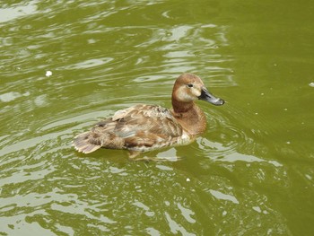 ホシハジロ 都立浮間公園 2021年6月13日(日)