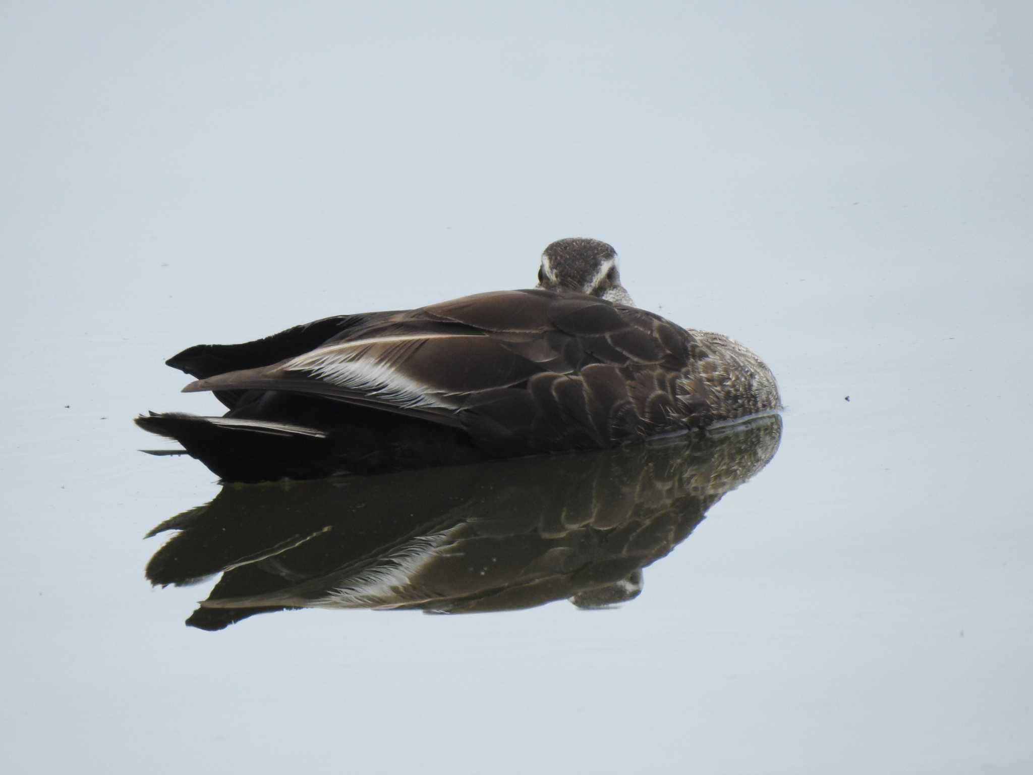 Eastern Spot-billed Duck