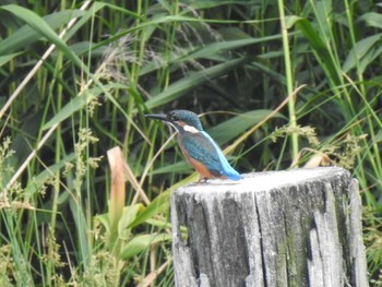 カワセミ 都立浮間公園 2021年6月13日(日)