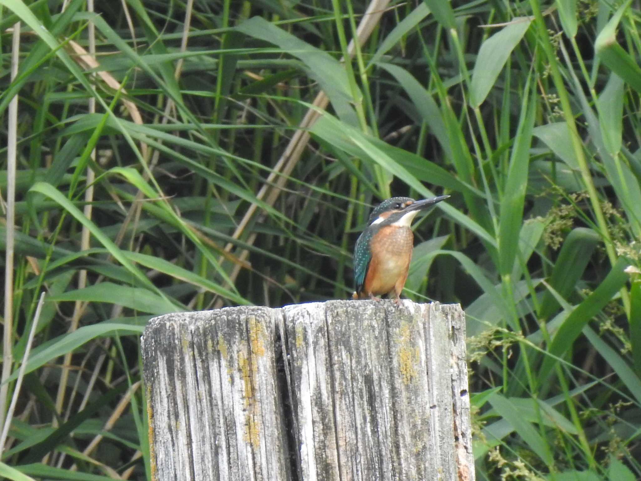 Common Kingfisher