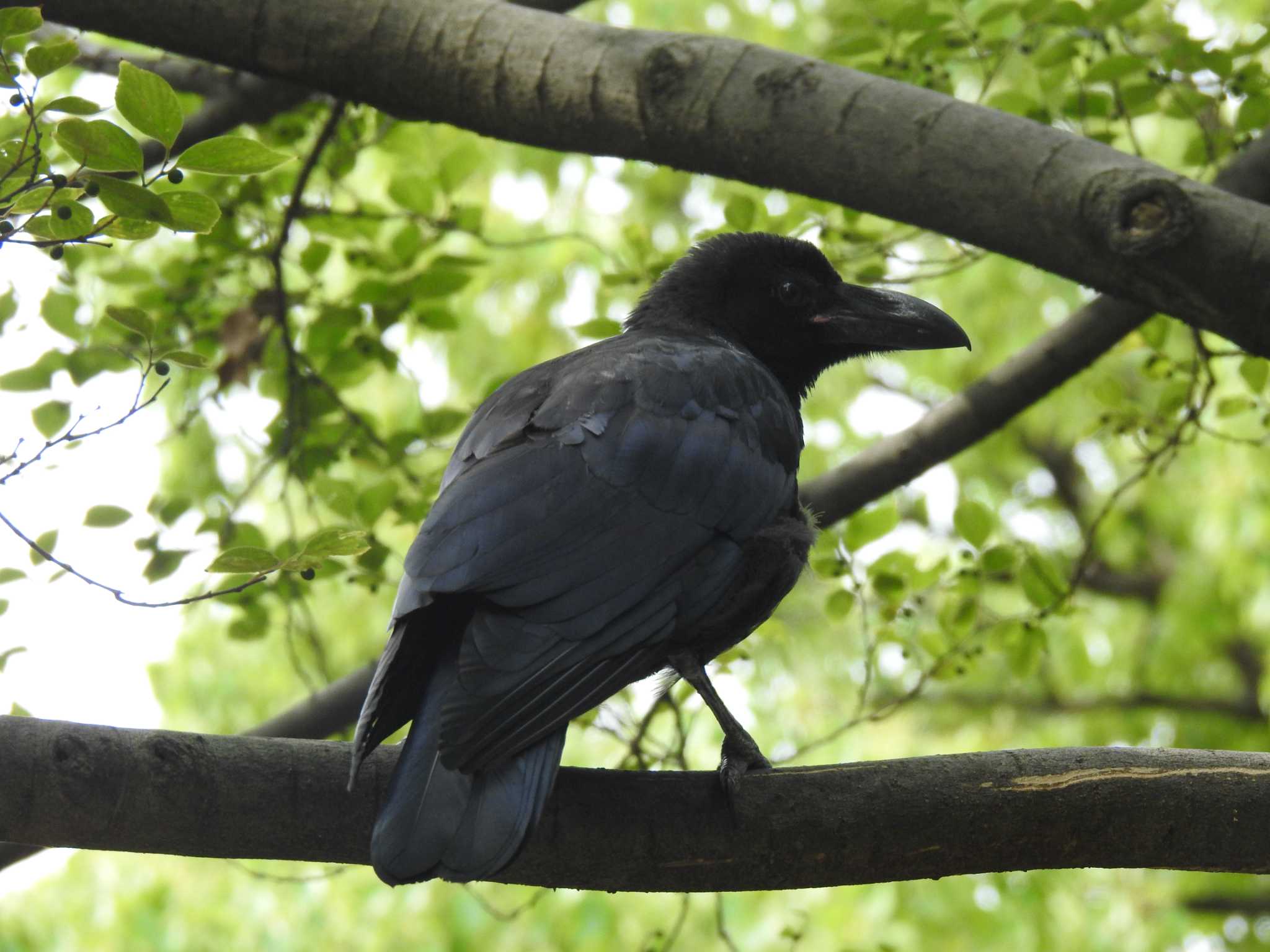 Large-billed Crow