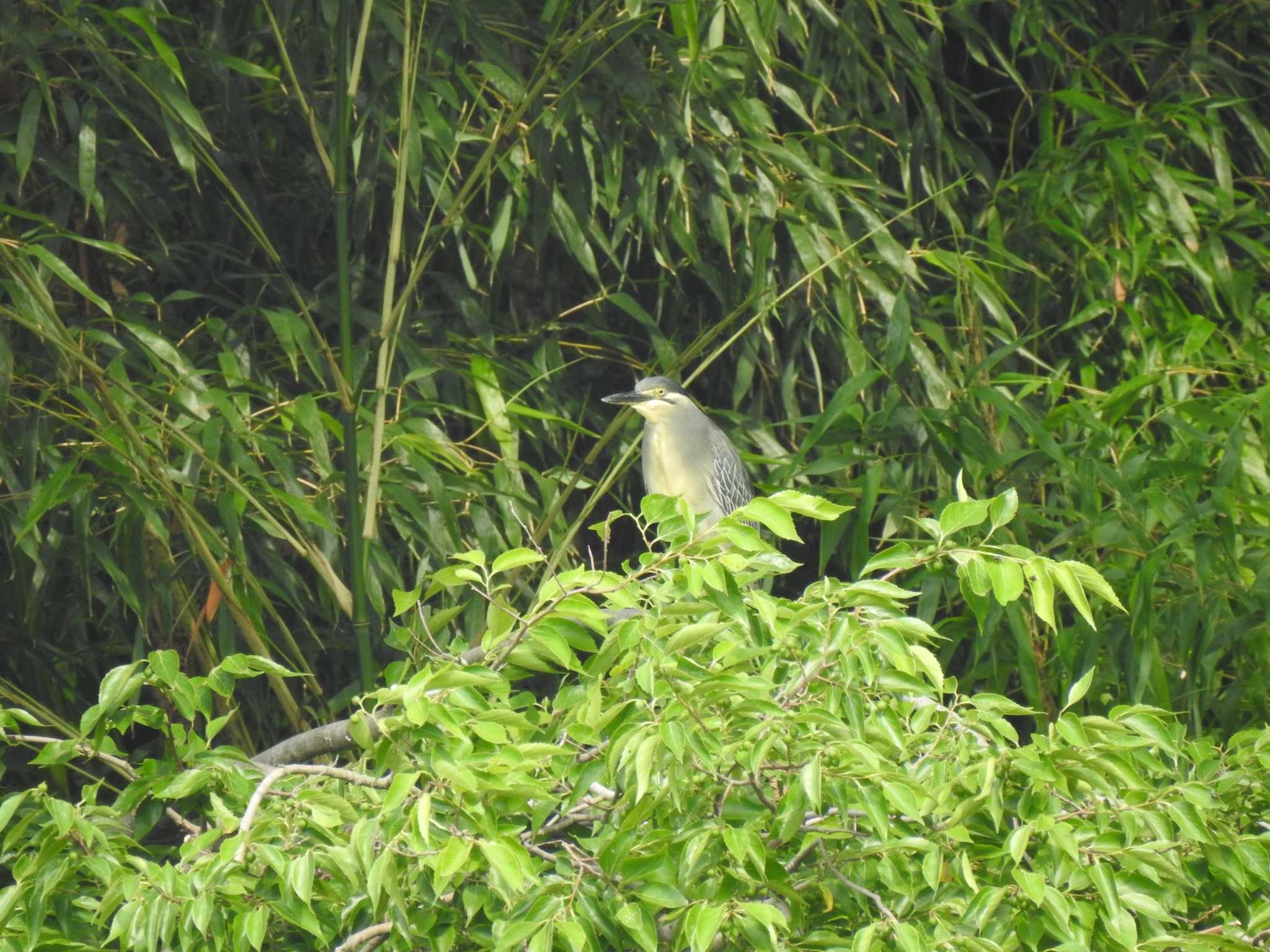 Striated Heron