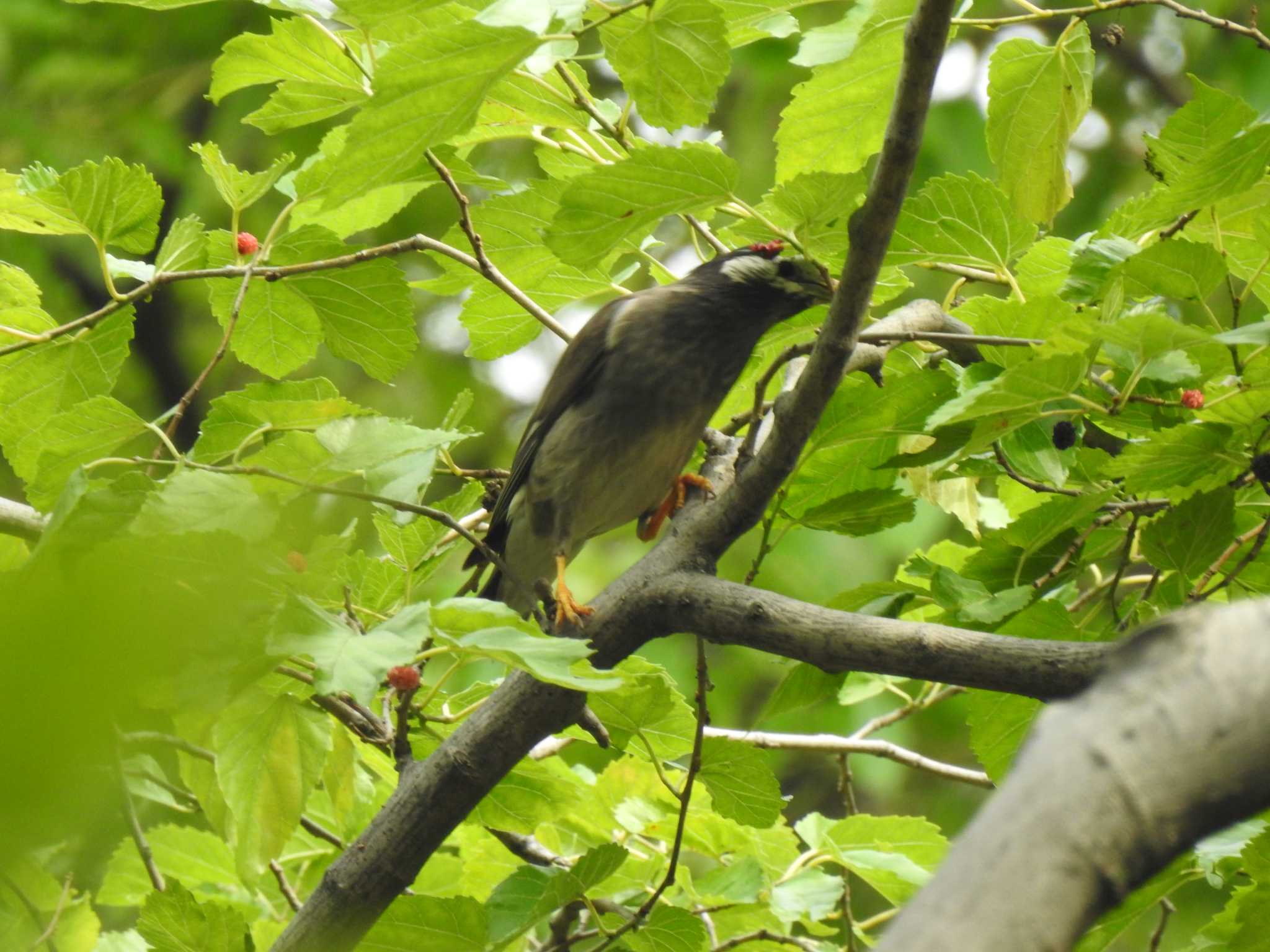 White-cheeked Starling