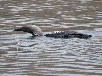 Sun, 6/13/2021 Birding report at 彩湖