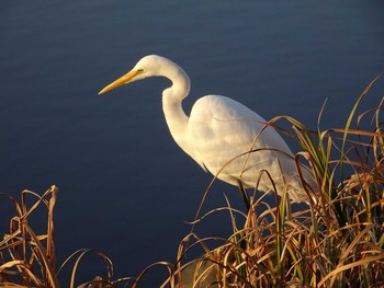 Great Egret Shakujii Park Sun, 3/5/2017