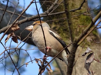 Hawfinch Shakujii Park Sun, 3/5/2017