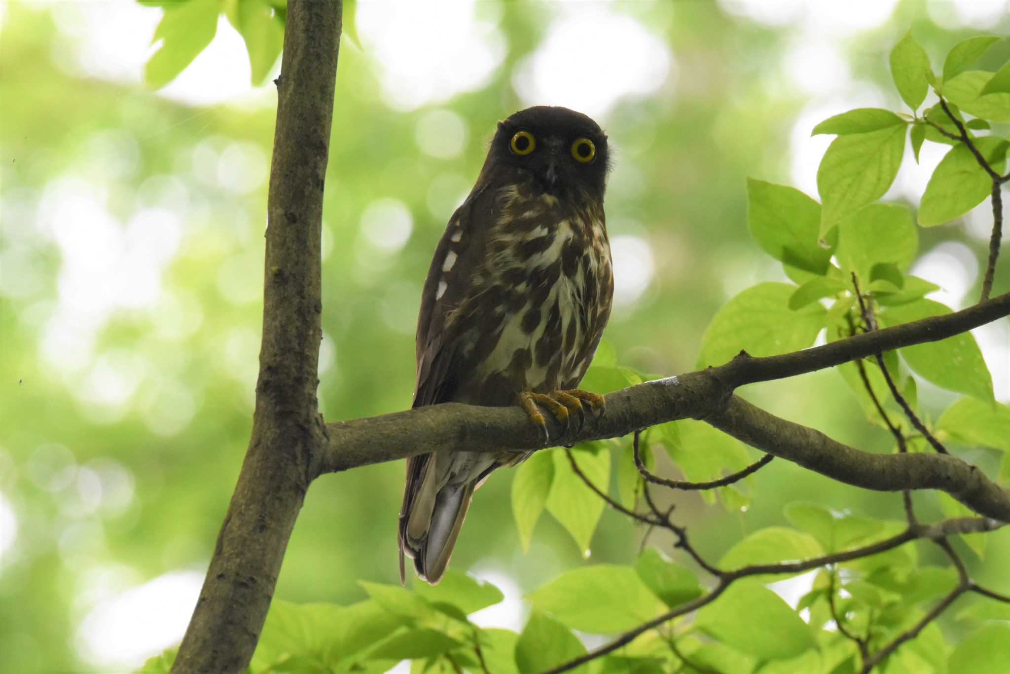 多摩森林科学園 アオバズクの写真 by もちもちもっち～@ニッポン城めぐり中