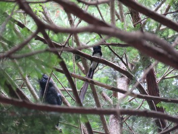 Sun, 6/13/2021 Birding report at 皆野町