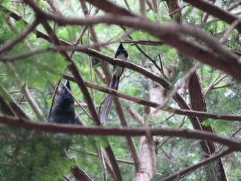 サンコウチョウ 皆野町 2021年6月13日(日)