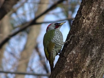 アオゲラ 石神井公園 2017年3月5日(日)