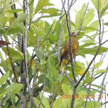 Grey-capped Greenfinch 豊洲 Sun, 6/13/2021