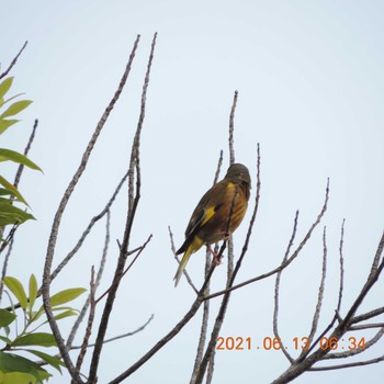 Grey-capped Greenfinch 豊洲 Sun, 6/13/2021