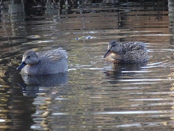 Gadwall Shakujii Park Sun, 2/26/2017