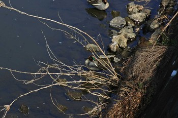 Eurasian Teal 黒須田川 Fri, 3/17/2017