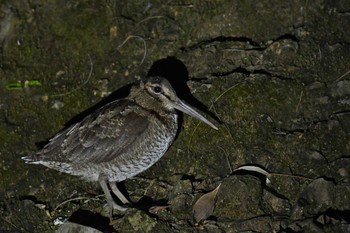 Amami Woodcock 三太郎峠 Sat, 4/10/2021