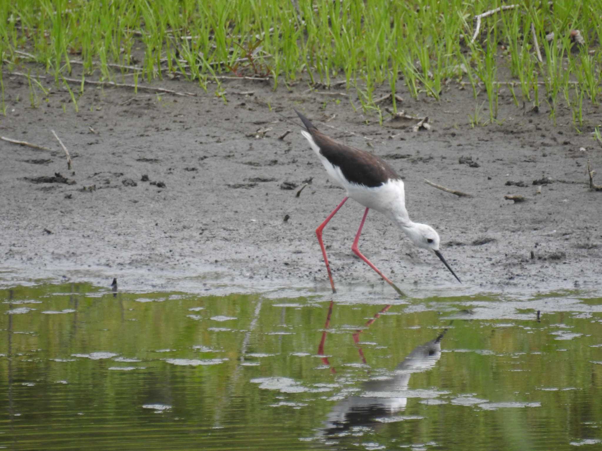 東京港野鳥公園 セイタカシギの写真 by Kozakuraband