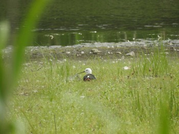 2021年6月12日(土) 東京港野鳥公園の野鳥観察記録