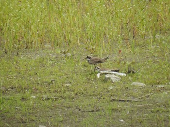 コチドリ 東京港野鳥公園 2021年6月12日(土)