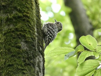 2021年6月13日(日) 都立狭山公園の野鳥観察記録