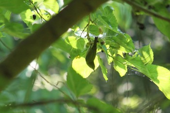 メジロ 北本自然観察公園 2021年6月10日(木)