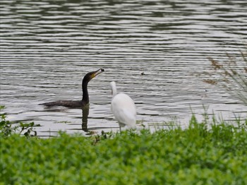 Great Cormorant 昆陽池 Sun, 6/13/2021