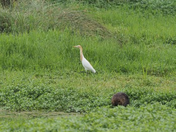 Eastern Cattle Egret 昆陽池 Sun, 6/13/2021