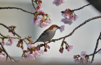 ニュウナイスズメ 埼玉県 2017年3月19日(日)