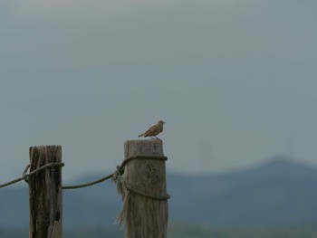 2021年6月13日(日) 田和山遺跡公園(松江市)の野鳥観察記録