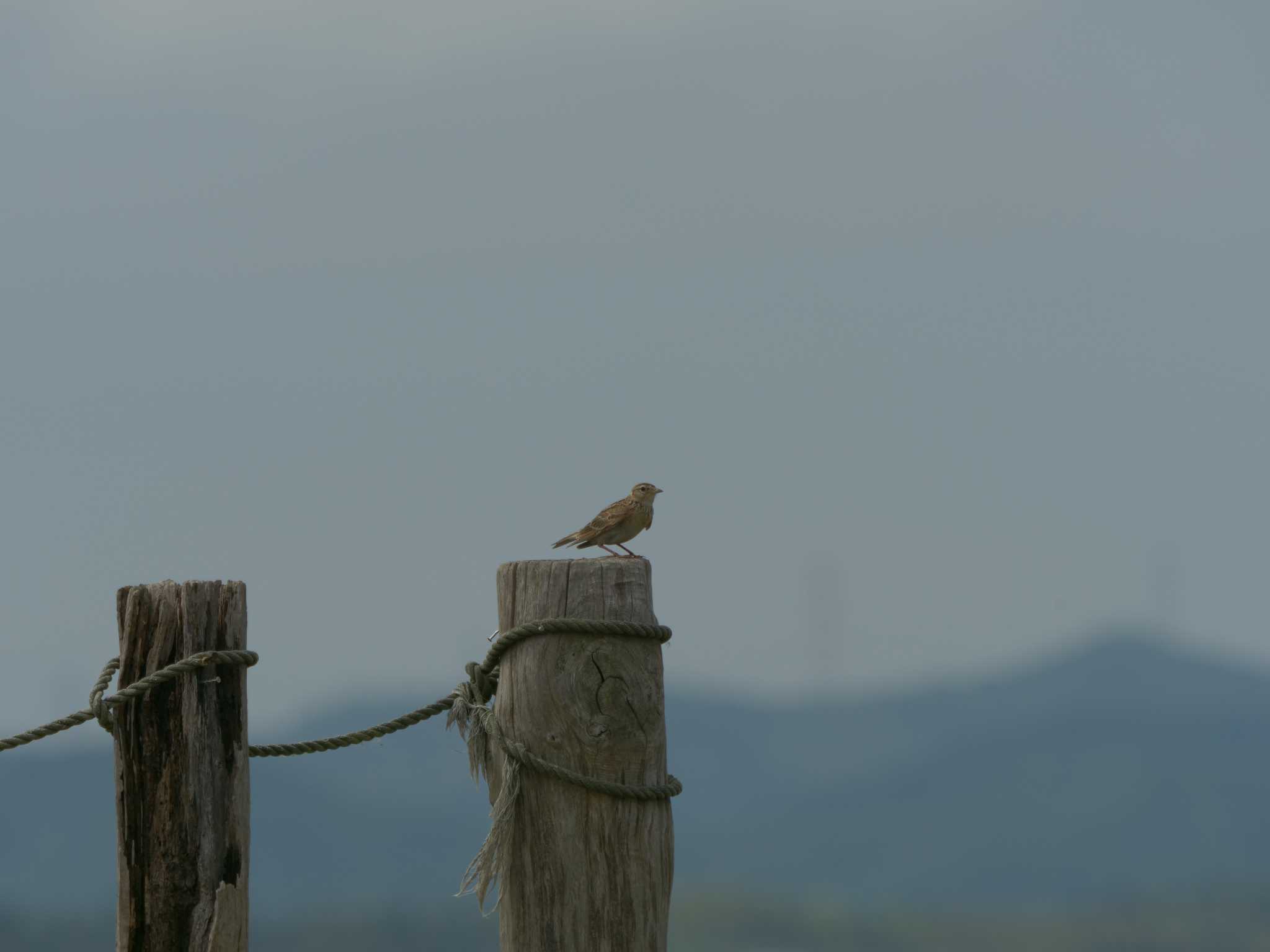 Eurasian Skylark