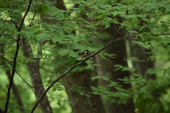 シジュウカラ 埼玉県秩父市 2021年6月12日(土)