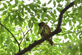 2021年6月12日(土) 埼玉県秩父市の野鳥観察記録