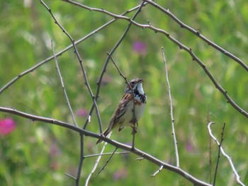 2021年6月13日(日) はまなすの丘公園(石狩市)の野鳥観察記録