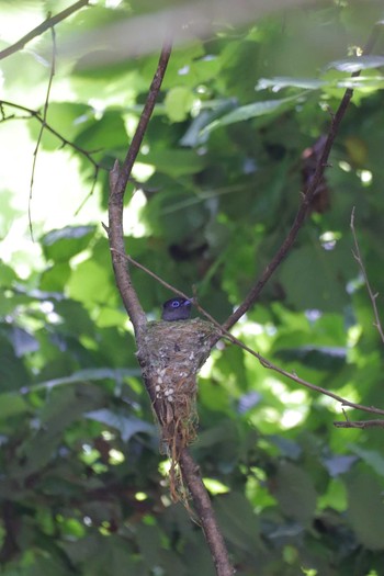 2021年6月13日(日) 早戸川林道の野鳥観察記録