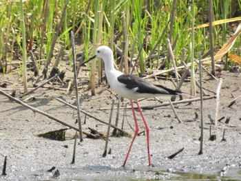 2021年6月13日(日) 東京港野鳥公園の野鳥観察記録